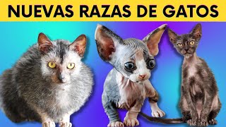 RAZAS de GATOS más RECIENTES