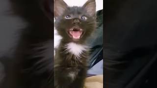 HUH Cat Meme Original / meme, Funny cat video, dumb animal fails