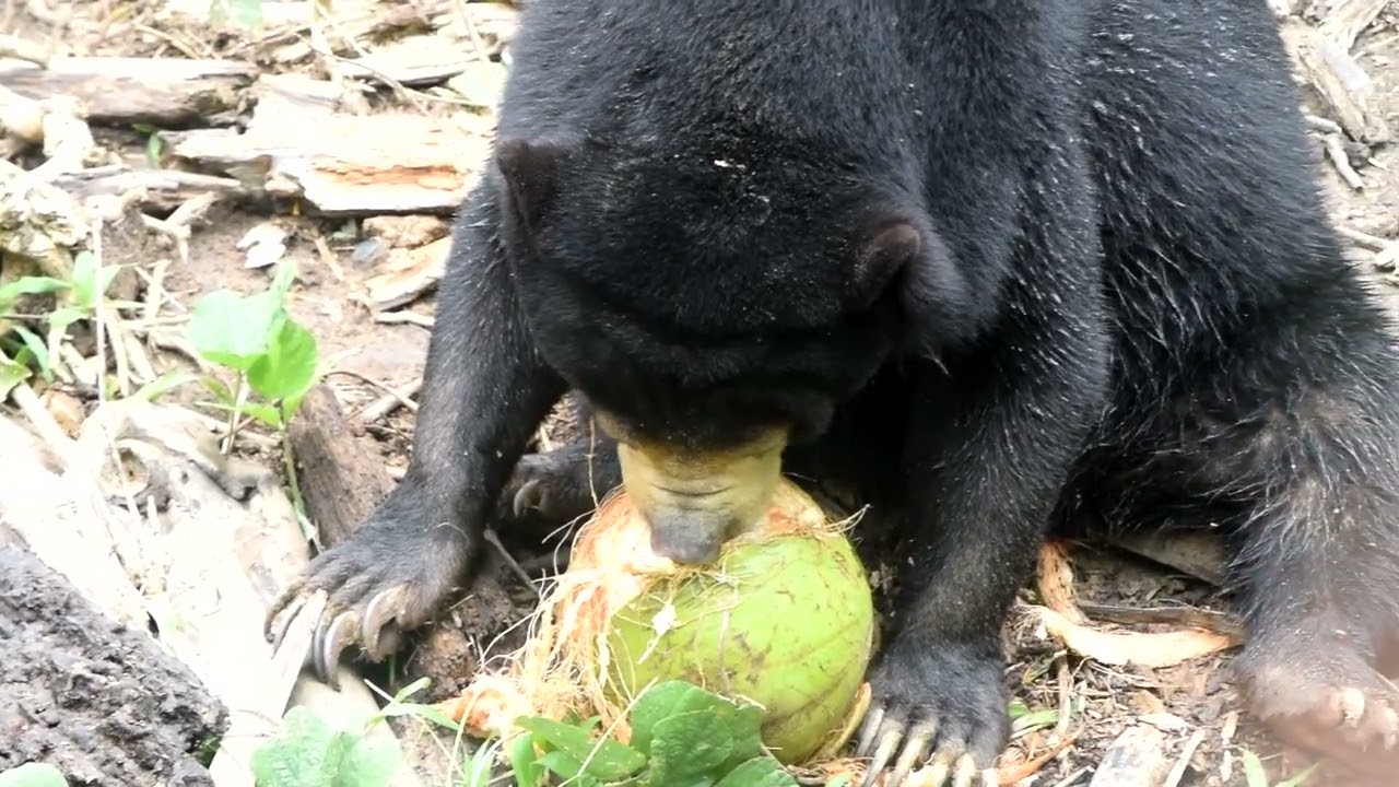 Orphaned sun bear Rossa opening a coconut