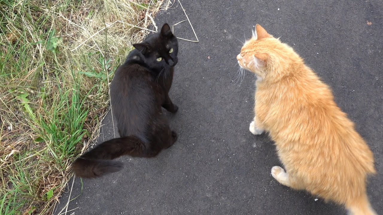 Ginger cat and black cat - YouTube