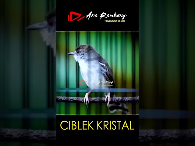 Ciblek Kristal Gacor class=