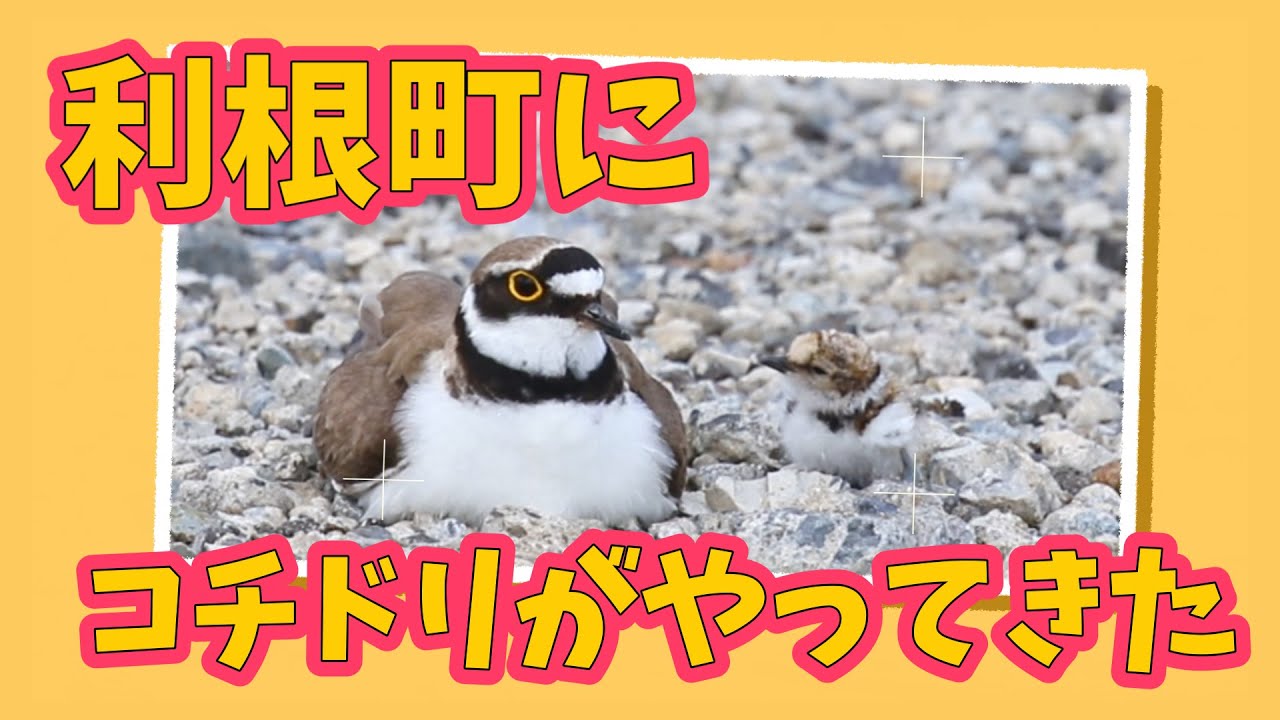 利根町で「コチドリ」の赤ちゃんが産まれました