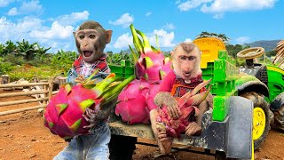 Bim Bim's Monkey Family Drives A Tractor To Harvest Dragon Fruit