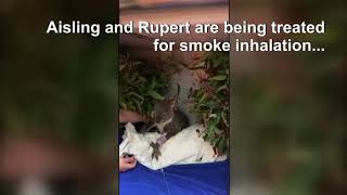 Koala And Her Joey Rescued From Aussie Wildfires