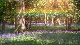 Pure Tone Sound Field – 364 Hz & 432 Hz Soul Alignment, Clarity & Inner Reset