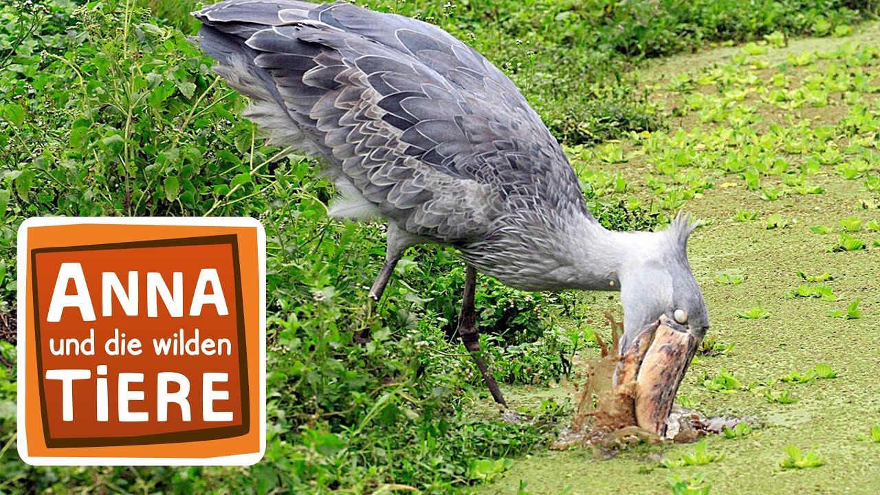 Wie Schildkröten Eier legen | Reportage für Kinder | Paula und die wilden Tiere