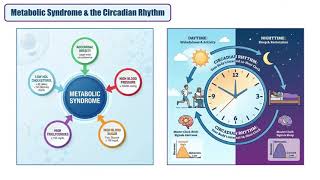 Time restricted eating a strategy to improve metabolic health and longevity