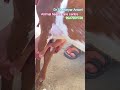 Abscess in Goat 🐐#motivation #cow #veterinarynurse #veterinarypharmacist #cow #shortvideo