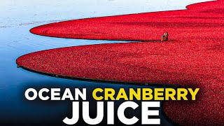 Making Ocean Cranberry Juice in Factory