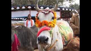 AARTI GAU MATA KI..... Directed By Sandeep Chugh screenshot 5