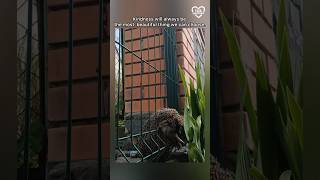 We may not change everything… but through kindness, we can heal something   ❤️ #inspiration #love