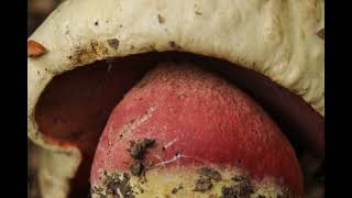 Rubroboletus satanas