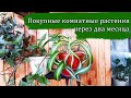 🌷🌷🌷ПОКУПНЫЕ КОМНАТНЫЕ РАСТЕНИЯ ЧЕРЕЗ ДВА МЕСЯЦА ПОСЛЕ ПРИОБРЕТЕНИЯ 👍НОВЫЕ ПОКУПКИ 🌷СОВЕТЫ ПО УХОДУ🌞