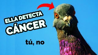 Descubre el genio oculto de las palomas 😱