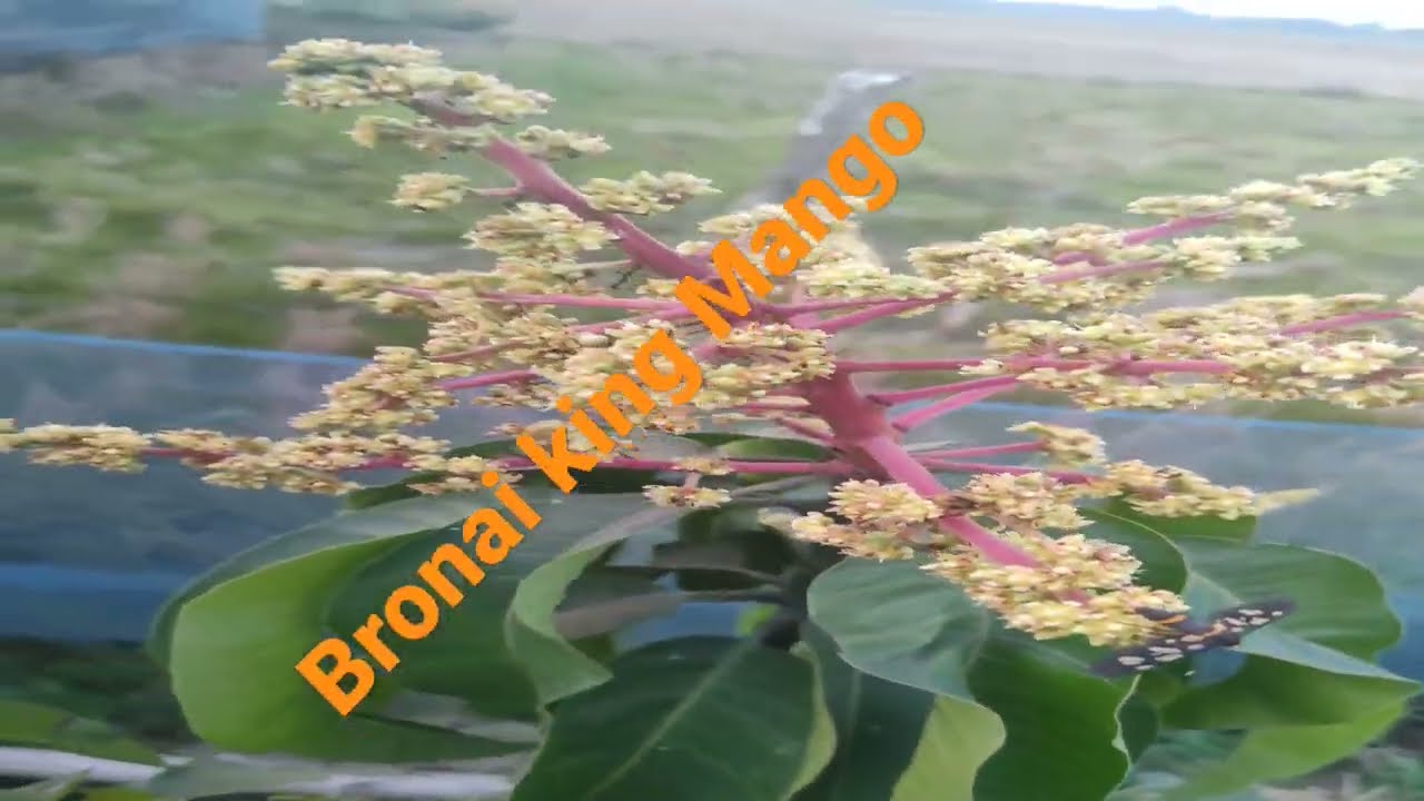 Bronai king mango 🥭 Call 8637328255