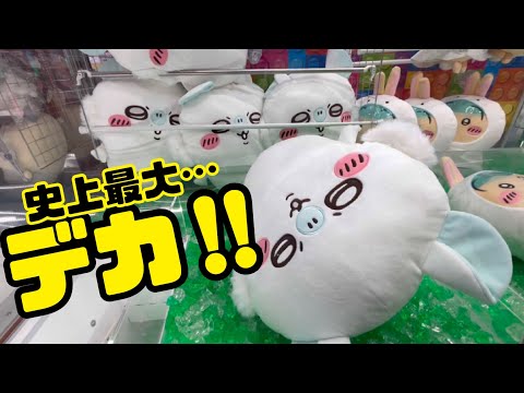 ちいかわ モモンガ 超BIGぬいぐるみ まとめ売り ×15 古本屋・モモンガBIGぬいぐるみ | 商品紹介 | 株式会社パレード