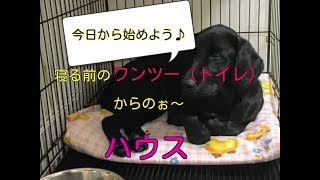 犬が寝る時ケージに入れてる 人と一緒に寝ない方が良い3つの理由 れとさんぽ 犬が寝る時ケージに入れてる 人と一緒に寝ない方が良い3つの理由 れとさんぽ