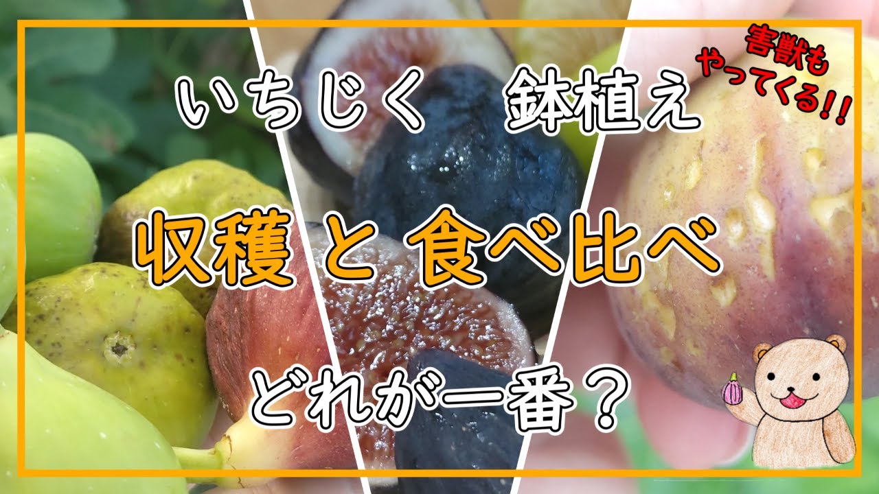 【いちじく】おいしい品種はどれ？ 食べ比べ、害獣もやってくる！？