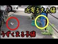 【瀕死の子猫】1人ポツンと取り残される