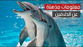 معلومات مذهلة عن الدلافين : ليست فقط مجرد كائنات ذكية واجتماعية وودودة !