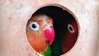 Amazing Lovebird Chirping Sounds | lovebird breeding pair 🦜🦜 #birds #animals 