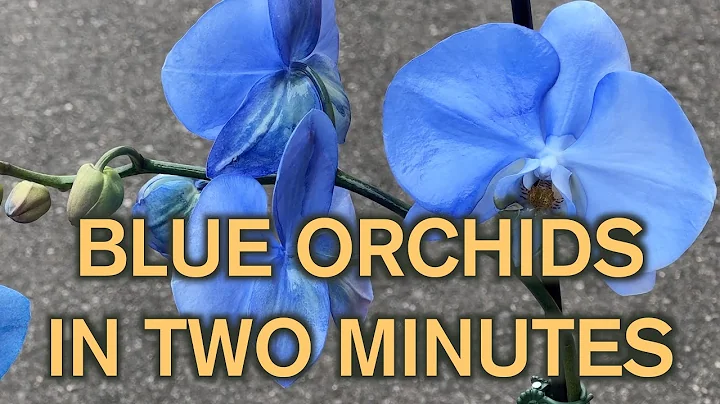 How to make a blue orchid in two minutes - DayDayNews