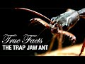 True Facts: Trap Jaw Ants