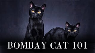 Bombay Cat 101  Everything You Need to Know