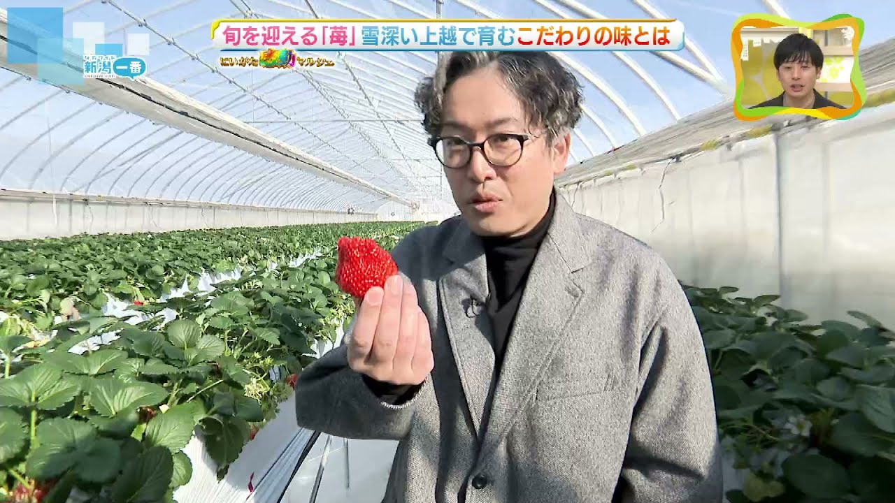 越後姫・桃薫】いちご専門通販サイト｜苺の花ことば【公式】-新潟県