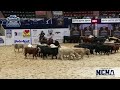 sjr gina rey von shown by kasen york   2023 ncha futurity open