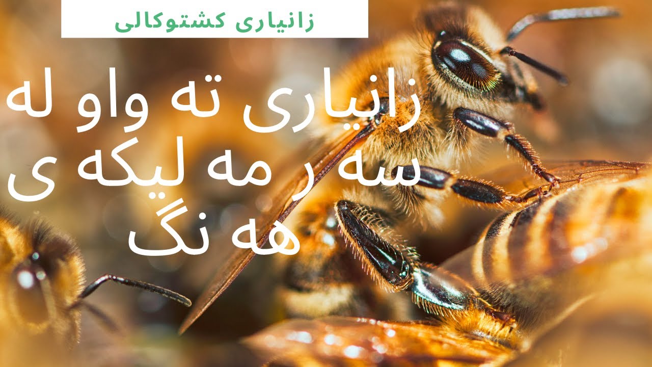 زانیاری تەواو لە سەر مەلیکەی هەنگ. #هەنگ #هەنگەوان #باخ #مێوی_هەنگ #خواردنی_هەنگ #کشتوکاڵ