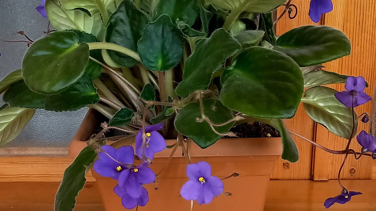 bənövşəyə qulluq və çoxaltma qaydsı . fialkalara qulluq #trending