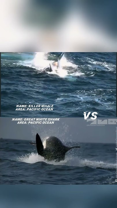 Killer whale Vs Great white shark edit #edit - YouTube