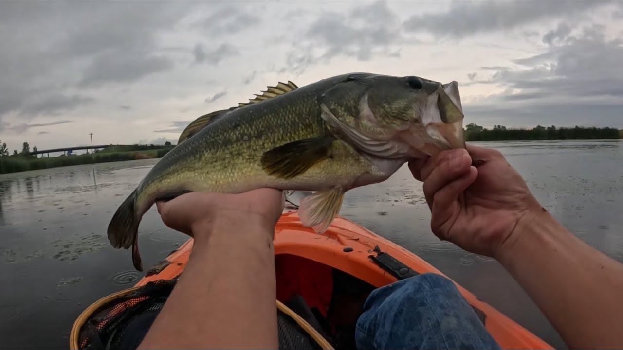 Calm rainy morning bass fishing