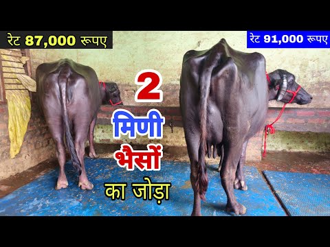 2 मिणी भैसों का जोड़ा बिक्री के लिए उपलब्ध 1 लाख से नीचे कीमत मे 🔥 