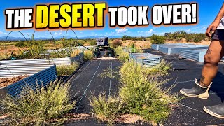 The Desert Took Back Our Garden | Off-Grid Reality in Arizona