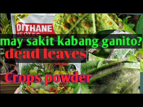 Video: Paggamot ng Pakwan Gamit ang Sercospora Leaf Spot - Pagkilala sa Cercospora Sa Mga Dahon ng Pakwan