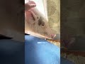 コメント欄見て思うこと #豚 #ブタ
