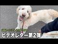 プリンから届いた幸せ動画【土佐犬79 81日目】