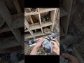 Gentle Touch A Pigeon is Chosen #shorts #racingpigeons #winnersdontwingit #barrerafamilyloft