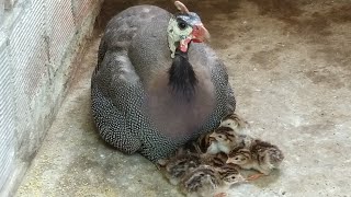 Angola com filhotes, ninhos no mato, galinhas chocando