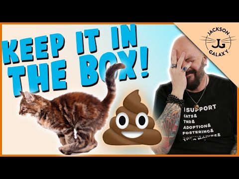 How Do I Keep My Cat Out Of The Bathroom?