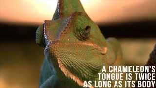 Mind Blowing Facts You Probably Didn't Know #2