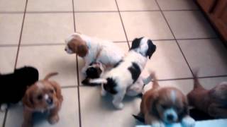 6 weeks old  Cavalier King Charles Puppies crying(they don't want to take a bath!)