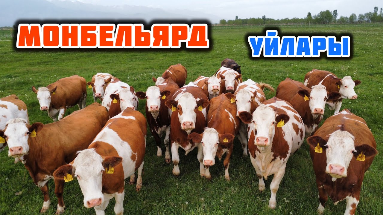 МОНБЕЛЬЯРД уйлары сатылат🤚🏼Породанын породасы💣 Ушуларды УЙ десе болот🔥