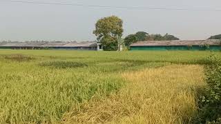 Aromatic Rice Conservation Centre: Kharif 2025.