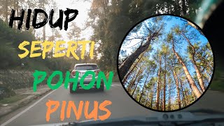 Filosofi Pohon Pinus. Belajar motivasi hidup dari pohon pinus