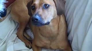 Miss Fine, My Rhodesian Ridgeback - Beagle mix, vs. the Squeaky Toy