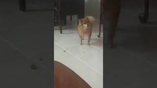 Pomeranian and Quaker Parrot eating together