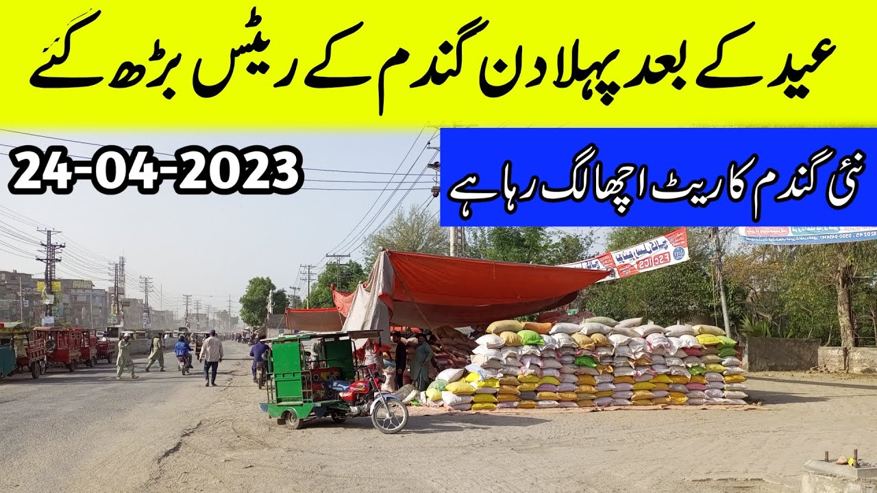 Wheat price in Pakistan 2023|Gundam ka rate today Punjab Pakistan # ...